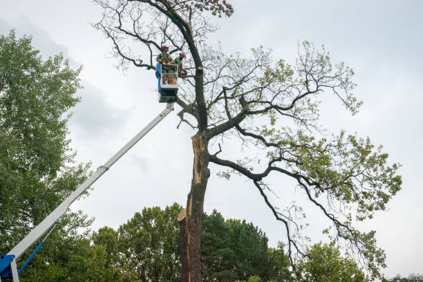 Best Tree and Shrub Care  in Canastota, NY